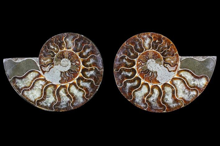 Cut & Polished Ammonite Fossil - Agatized #82316